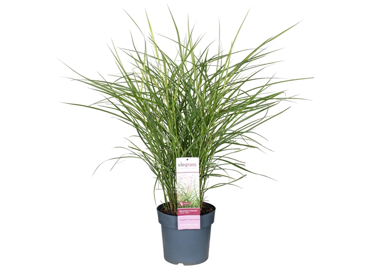 Miscanthus-sinensis-Ferner-Osten.jpg