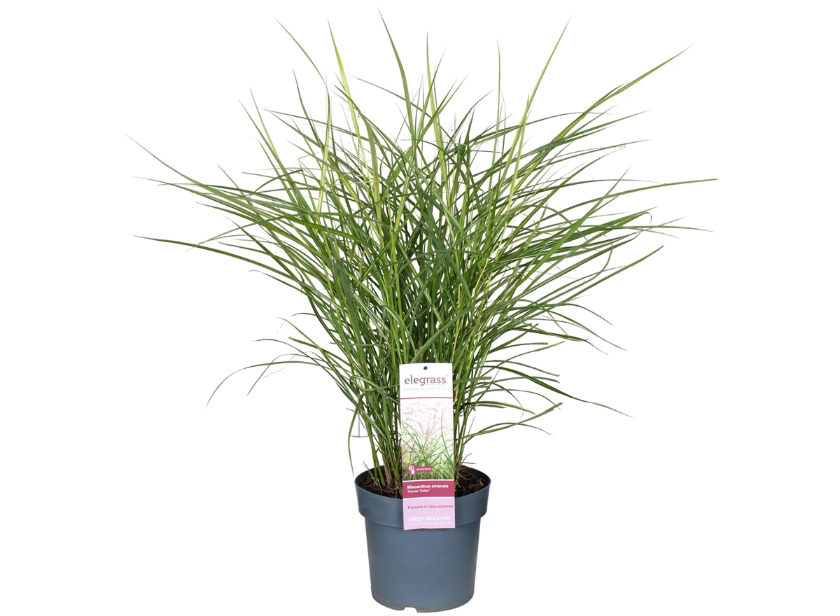 Miscanthus-sinensis-Ferner-Osten.jpg