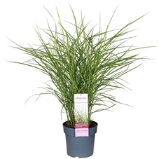 Miscanthus-sinensis-Ferner-Osten.jpg