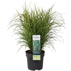 Miscanthus sinensis Strictus.jpg