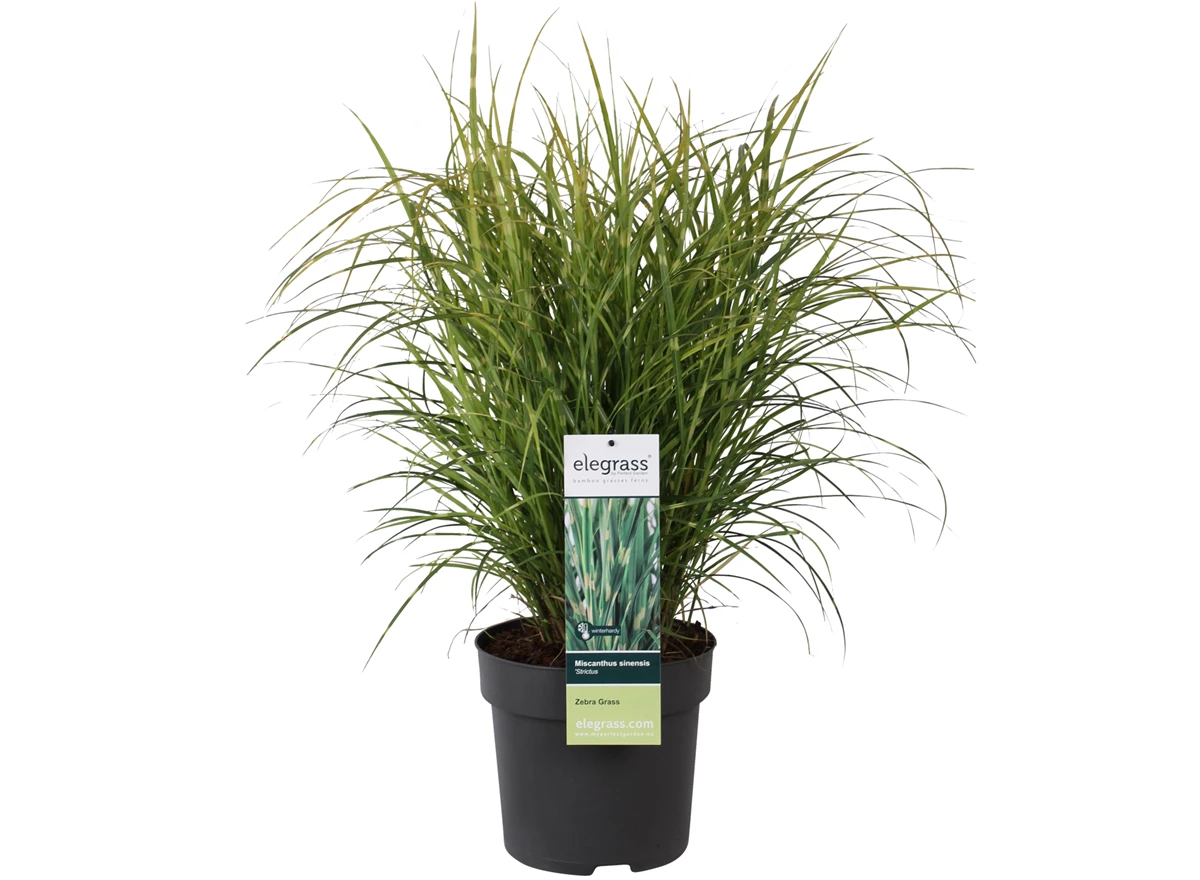 Miscanthus sinensis Strictus.jpg