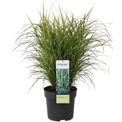 Miscanthus sinensis Strictus.jpg