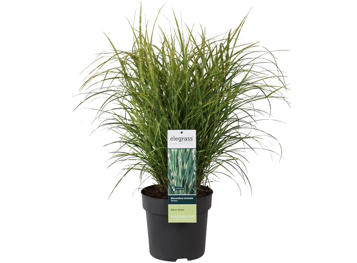 Miscanthus sinensis Strictus.jpg