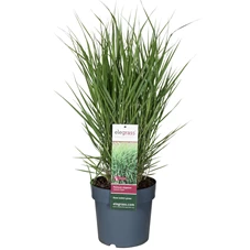 Panicum-virgatum-Apache-Rose-1.jpg