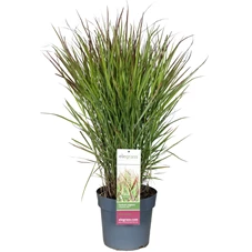 Panicum-virgatum-Cheyenne-Sky_8wvzj0.jpg