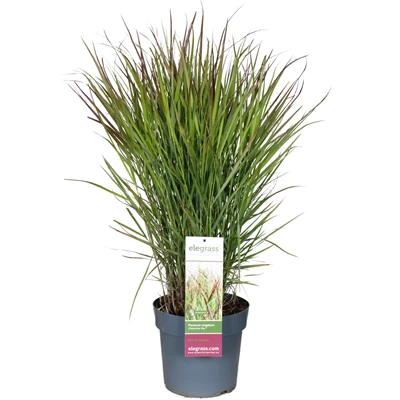 Panicum-virgatum-Cheyenne-Sky_8wvzj0.jpg