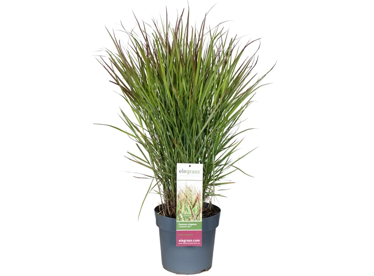 Panicum-virgatum-Cheyenne-Sky_8wvzj0.jpg