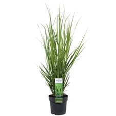 Panicum-Northwind.jpg