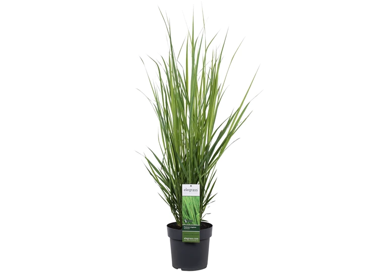Panicum-Northwind.jpg