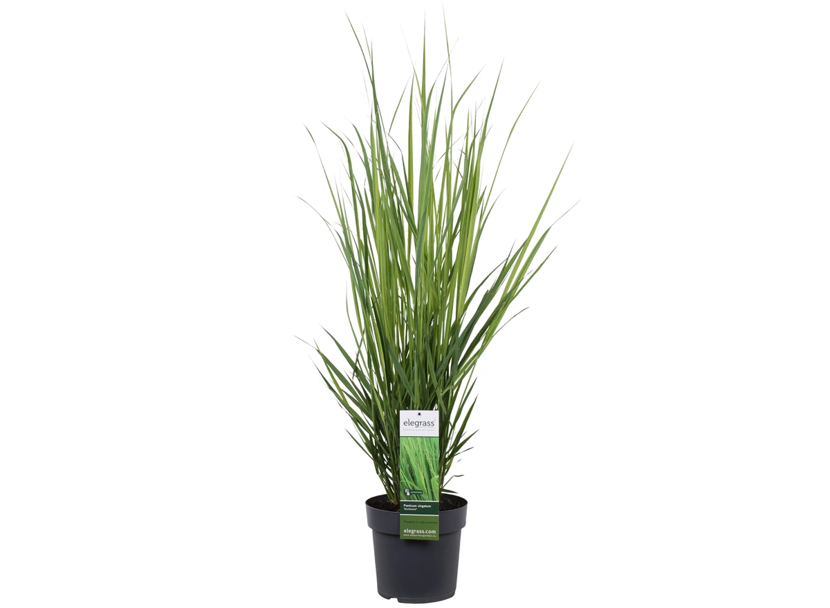 Panicum-Northwind.jpg