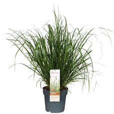 Pennisetum-alopecuroides-Hameln.jpg