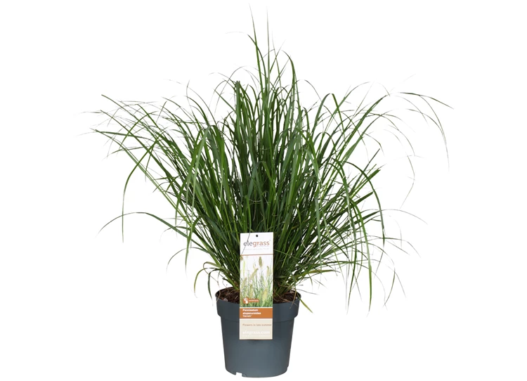 Pennisetum-alopecuroides-Hameln.jpg