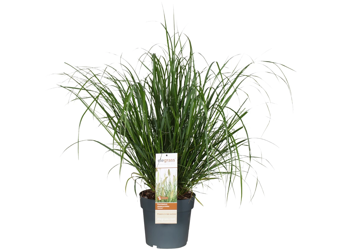 Pennisetum-alopecuroides-Hameln.jpg