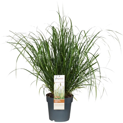 Pennisetum-alopecuroides-Hameln.jpg