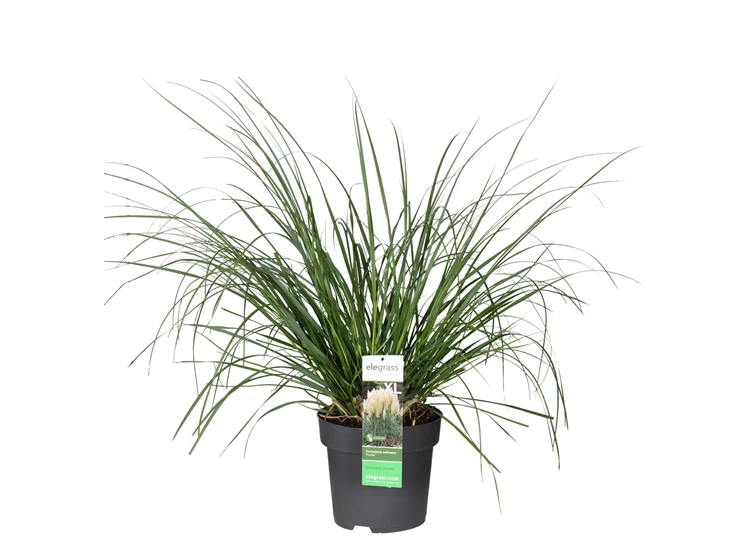 Cortaderia-Pumila.jpg