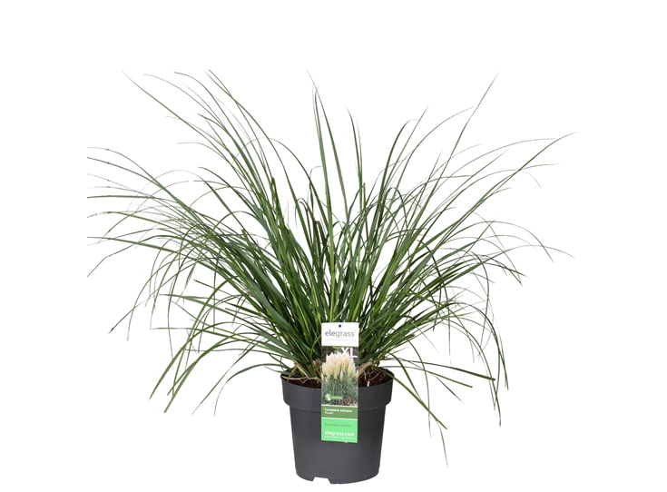Cortaderia-Pumila.jpg