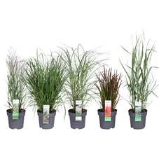 Grassen mix laag los ornamentals 3.jpg