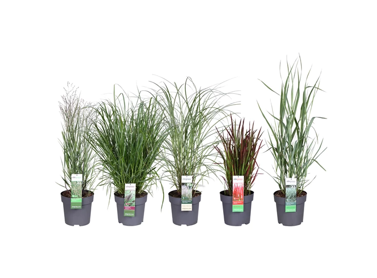 Grassen mix laag los ornamentals 3.jpg