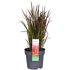 Imperata-Red-Baron-E.jpg