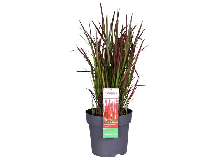 Imperata-Red-Baron-E.jpg