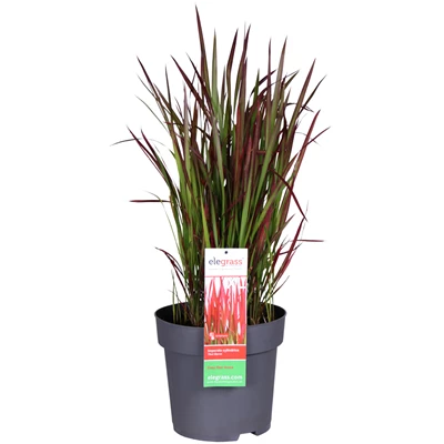 Imperata-Red-Baron-E.jpg