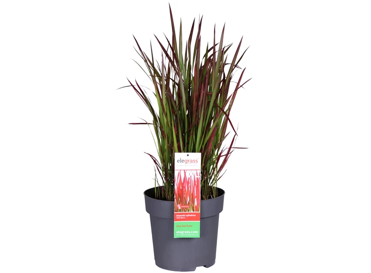 Imperata-Red-Baron-E.jpg