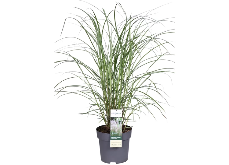 Miscanthus-sinensis-Kleine-Fontane-E.jpg