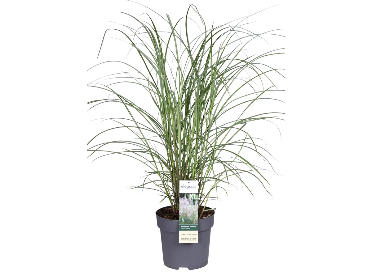 Miscanthus-sinensis-Kleine-Fontane-E.jpg