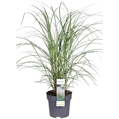 Miscanthus-sinensis-Kleine-Fontane-E.jpg