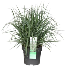 Panicum-virgatum-Prairie-Sky.jpg