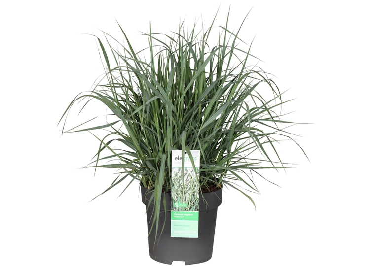 Panicum-virgatum-Prairie-Sky.jpg