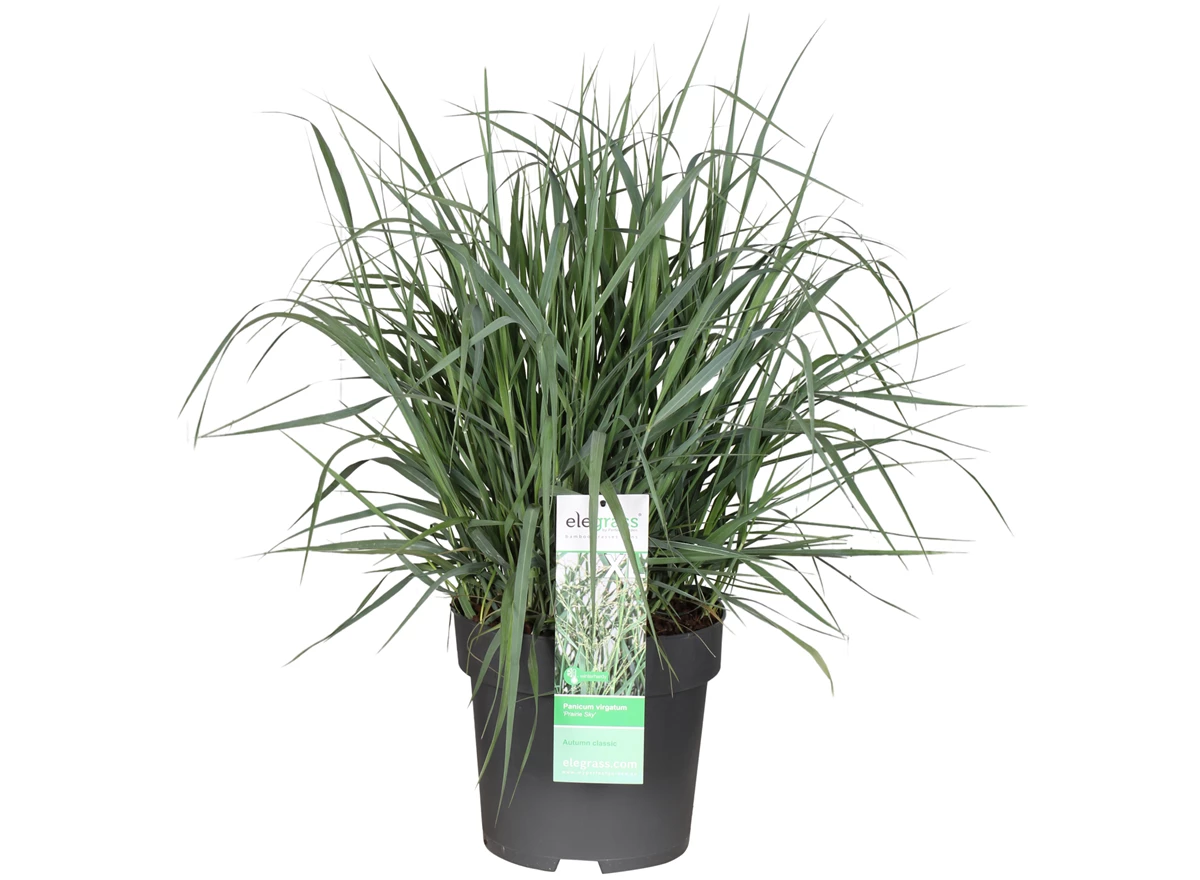 Panicum-virgatum-Prairie-Sky.jpg