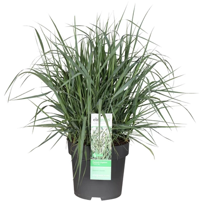 Panicum-virgatum-Prairie-Sky.jpg