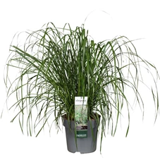 Pennisetum-alopecuroides-Black-Beauty.jpg