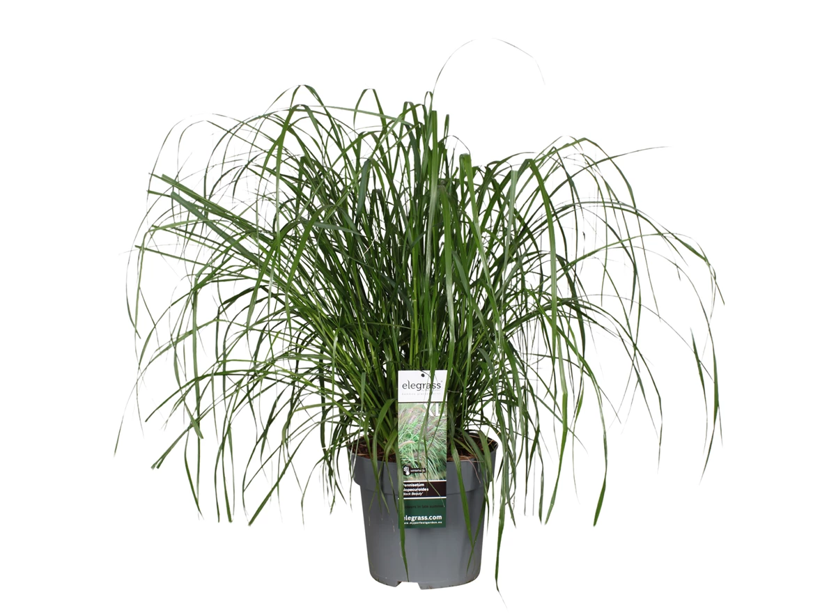 Pennisetum-alopecuroides-Black-Beauty.jpg