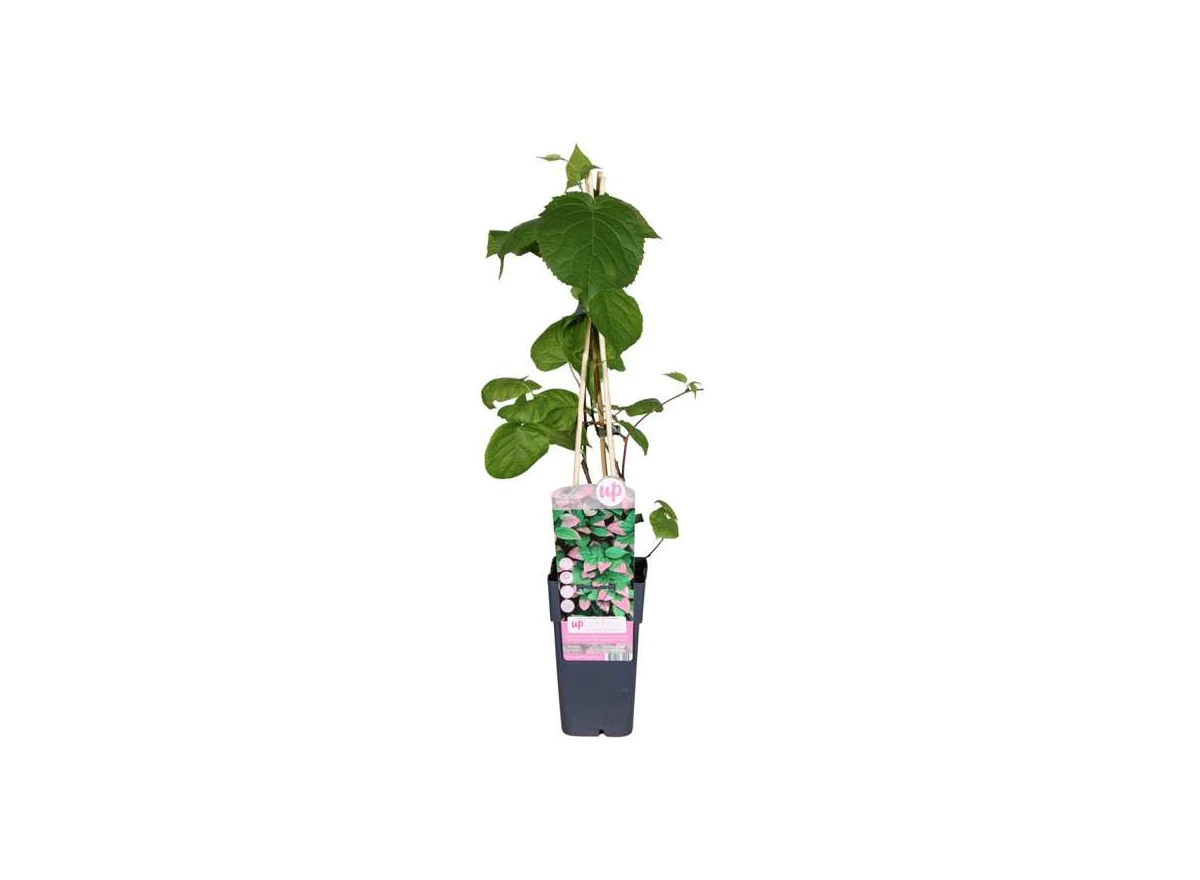 Actinidia kolomikta.jpg