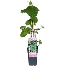 Actinidia kolomikta.jpg