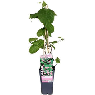 Actinidia kolomikta.jpg