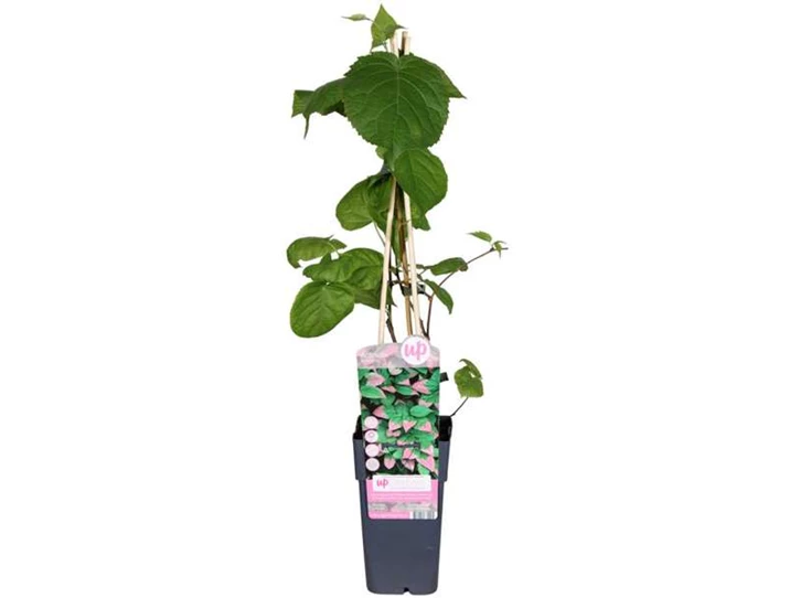 Actinidia kolomikta.jpg