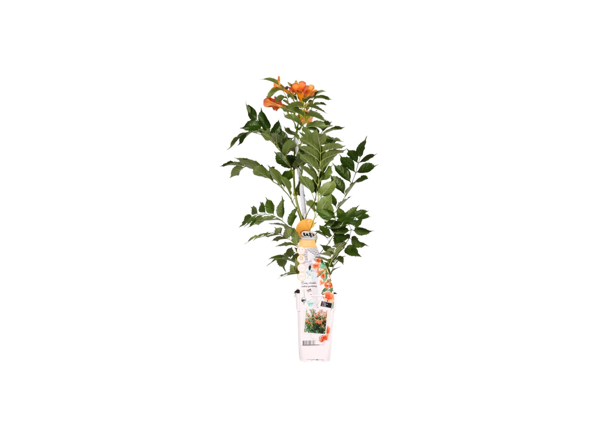Campsis Indian Summer.png