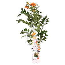 Campsis Indian Summer.png