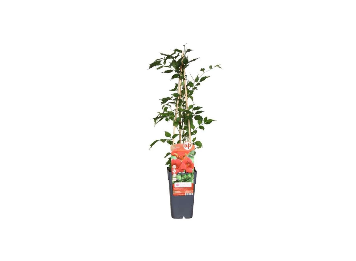 Campsis-radicans.jpg