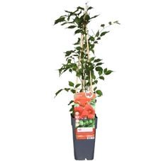 Campsis-radicans.jpg