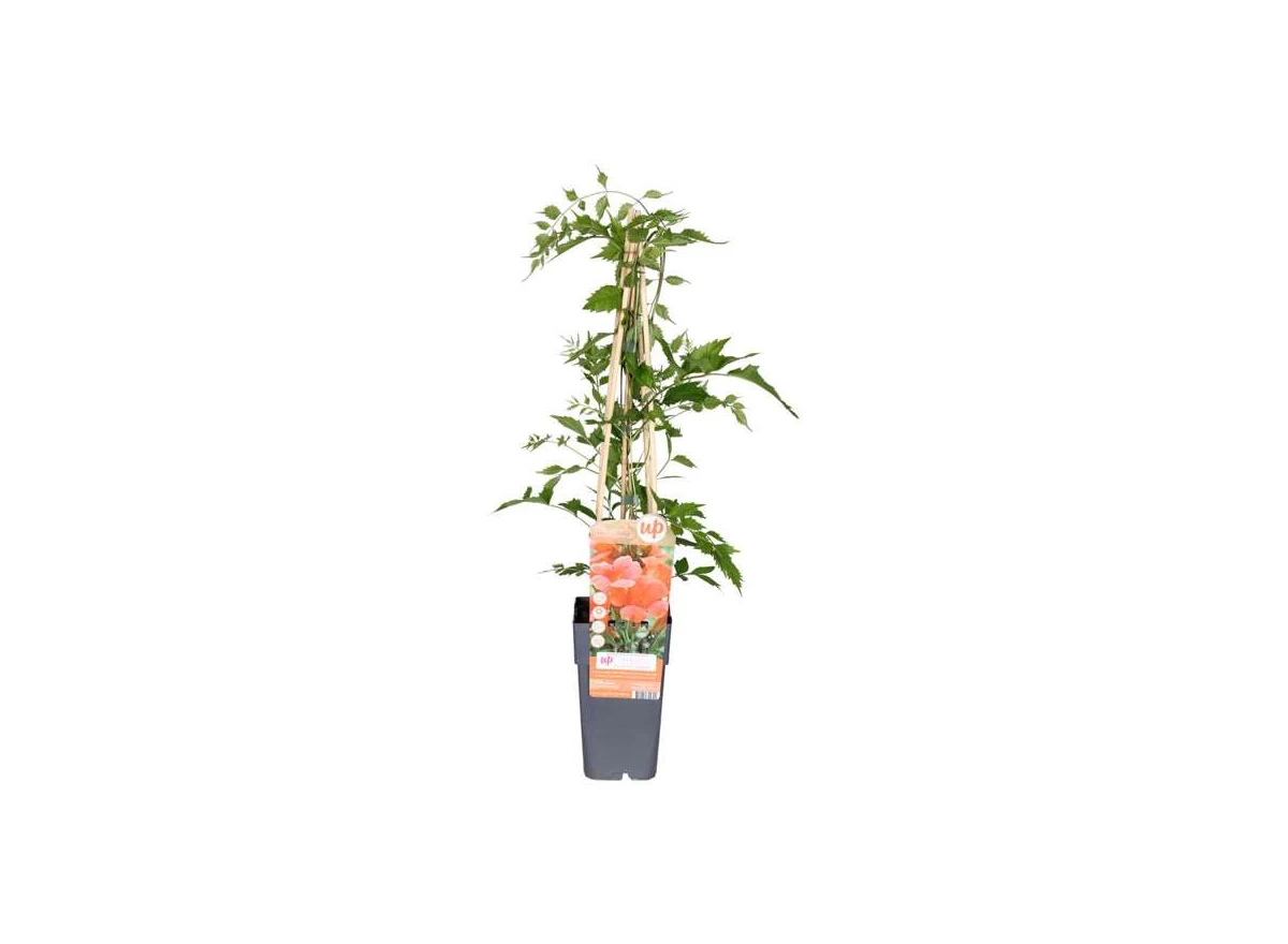 Campsis-radicans-Flamenco.jpg
