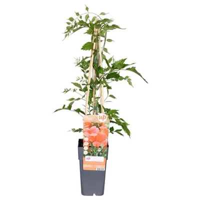 Campsis-radicans-Flamenco.jpg