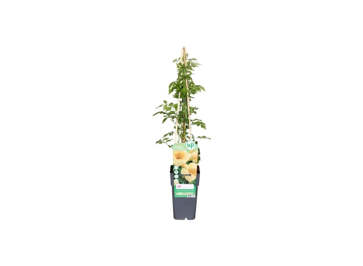 Campsis-radicans-Flava-ge-nt-.jpg
