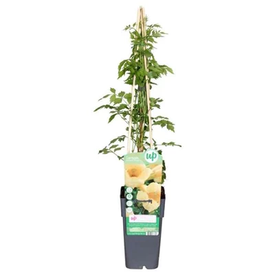 Campsis-radicans-Flava-ge-nt-.jpg