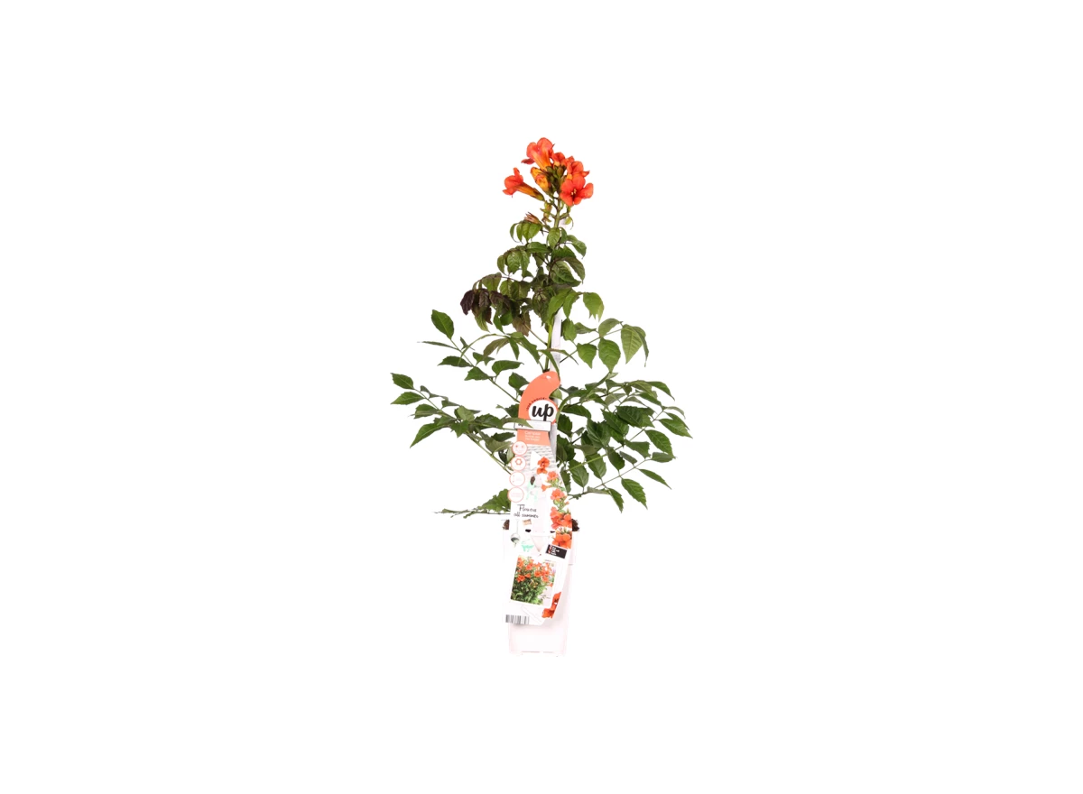 Campsis Summer Jazz Fire Trumpet.png