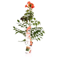 Campsis Summer Jazz Fire Trumpet.png