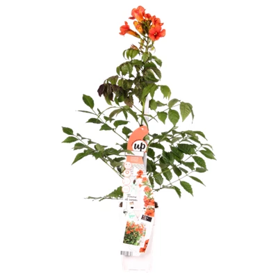 Campsis Summer Jazz Fire Trumpet.png
